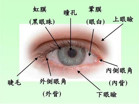 眼睛位置